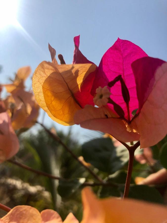 Calypso Cabanas El Paredón Buena Vista Eksteriør billede